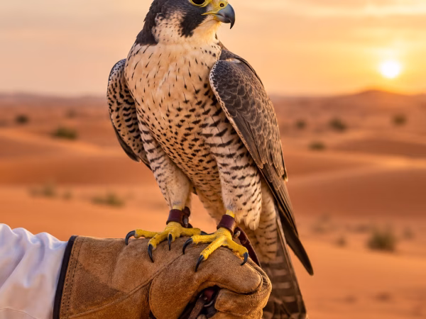 Falcon